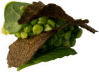Food 2
